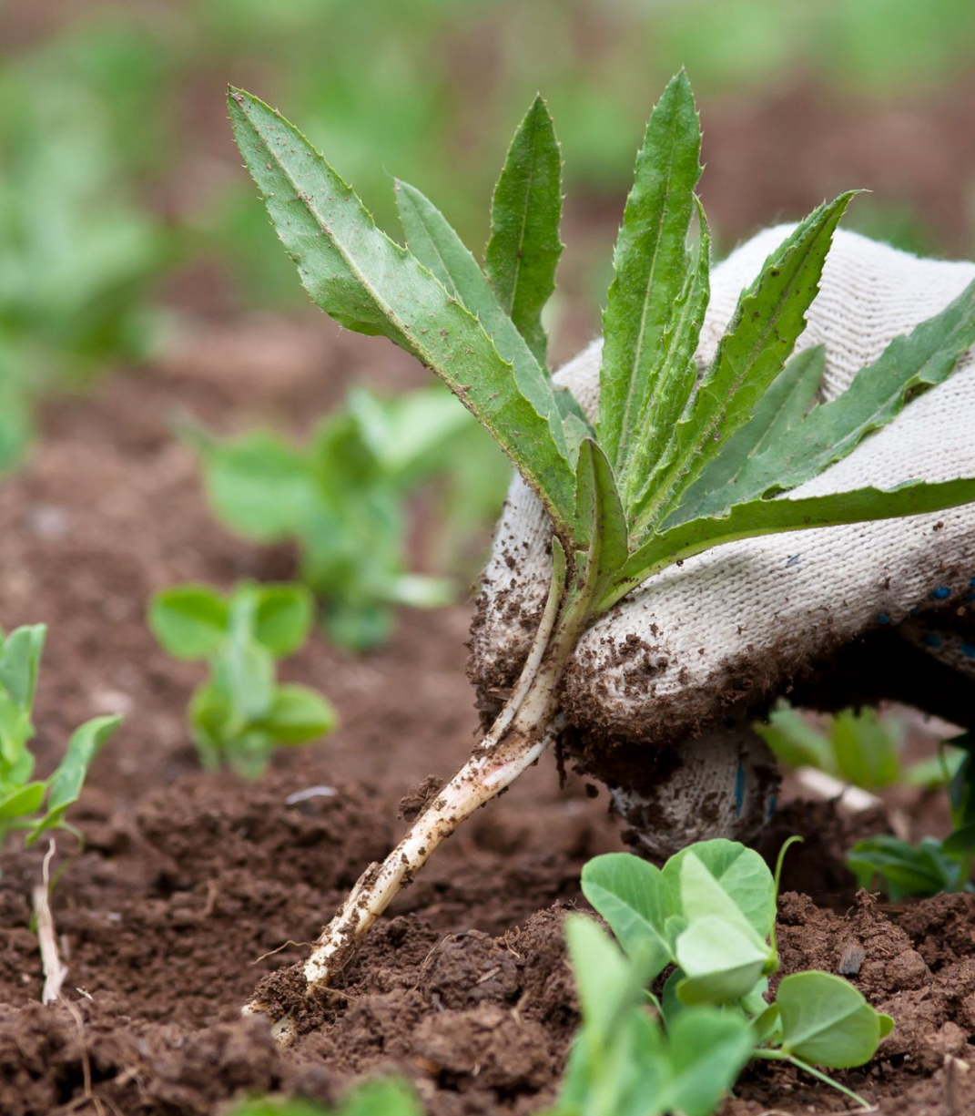 Flower bed weed control