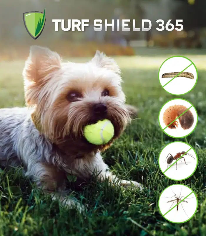 lawn insect treatment